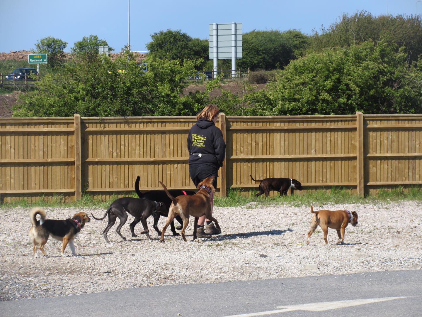 Wendy from Walkies Blackpool on a group dog walk surrounded by dogs.